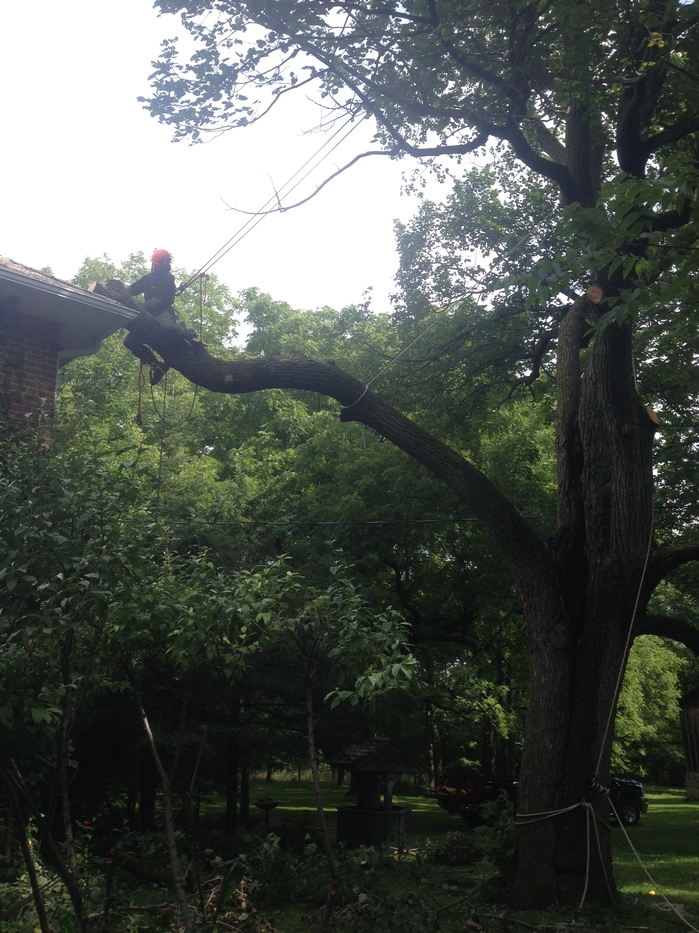 Plowright Tree Services